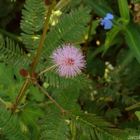 Mimosa pudica L.